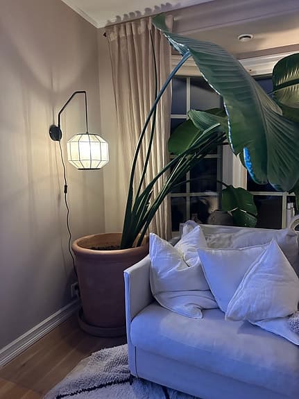 Strelitzia nicolai krukväxt stor grön