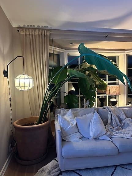 Strelitzia nicolai krukväxt stor grön