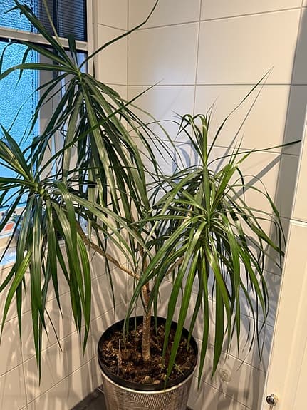 Stor krukväxt Dracena marginata ”drakträd” grön