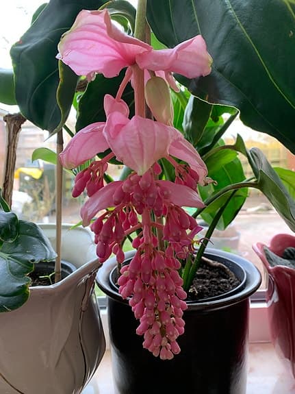 Medinilla krukväxt rosa blommande + kruka