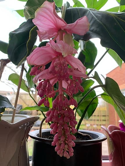 Medinilla krukväxt rosa blommande + kruka