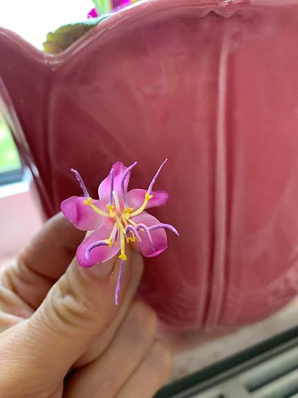 Medinilla krukväxt rosa blommande + kruka