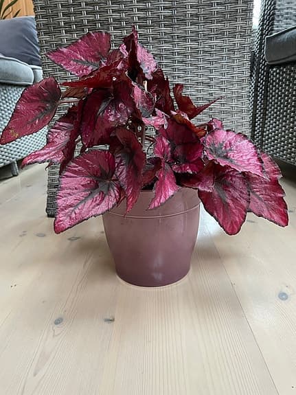 Rödbladig Rex Begonia i kruka