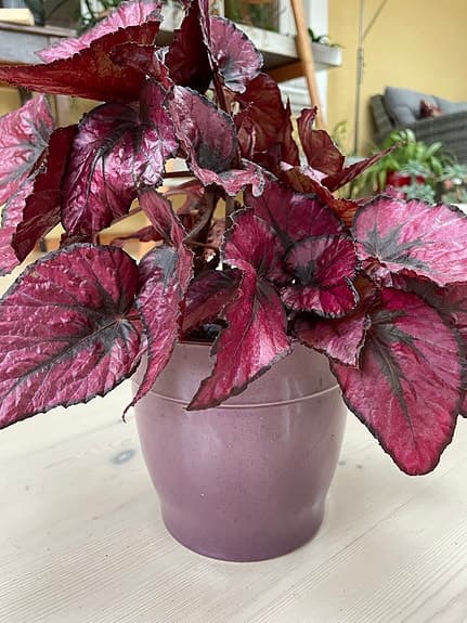 Rödbladig Rex Begonia i kruka