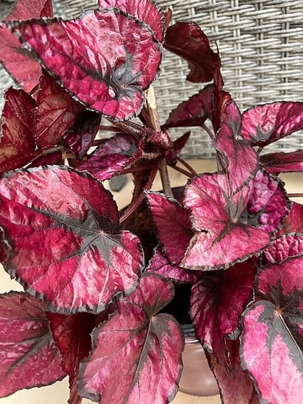 Rödbladig Rex Begonia i kruka