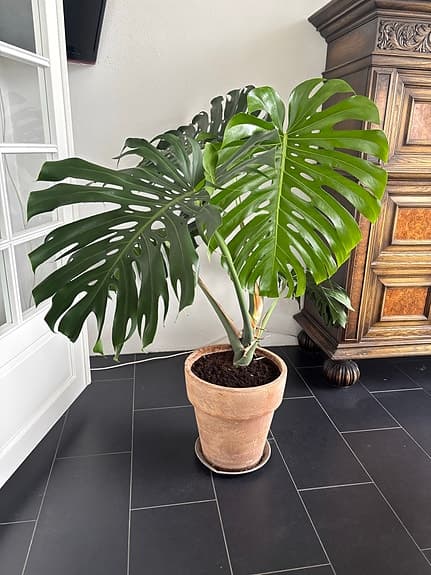 Monstera deliciosa krukväxt grön