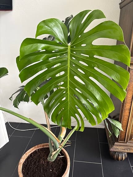 Monstera deliciosa krukväxt grön