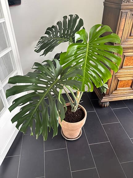 Monstera deliciosa krukväxt grön
