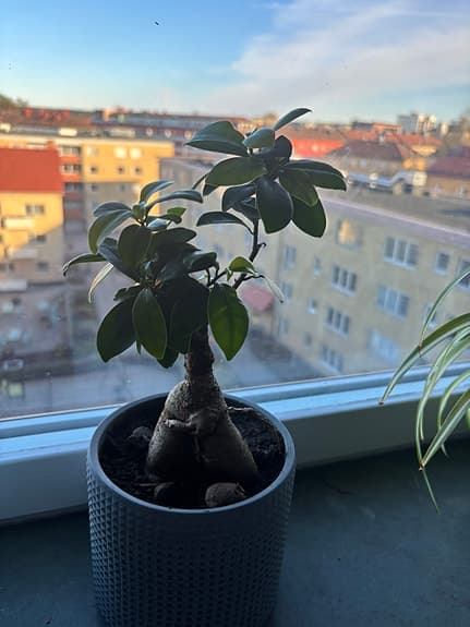 Gröna krukväxter blandade sorter