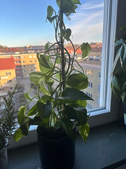 Gröna krukväxter blandade sorter