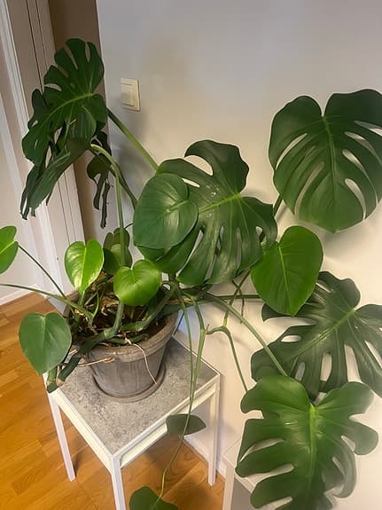 Monstera deliciosa krukväxt grön