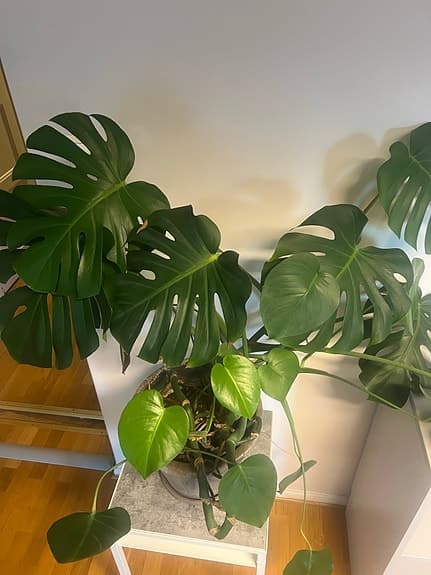 Monstera deliciosa krukväxt grön