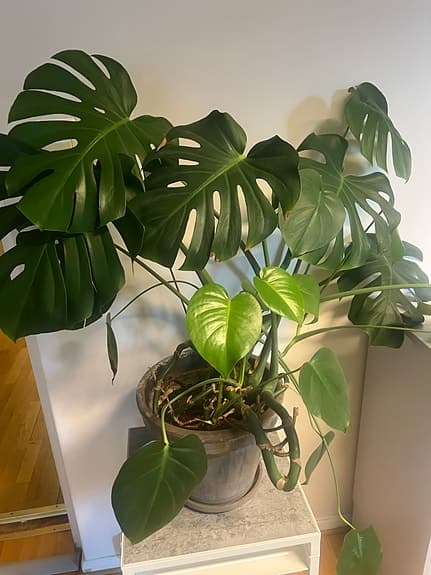 Monstera deliciosa krukväxt grön