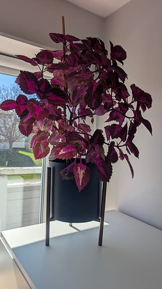 Blomma Palettblad + kruka/stativ