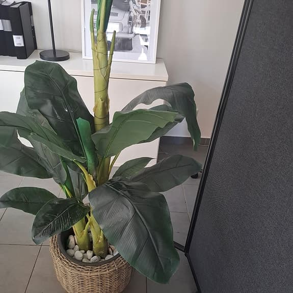 Konstväxt bananplanta grön med korgkruka