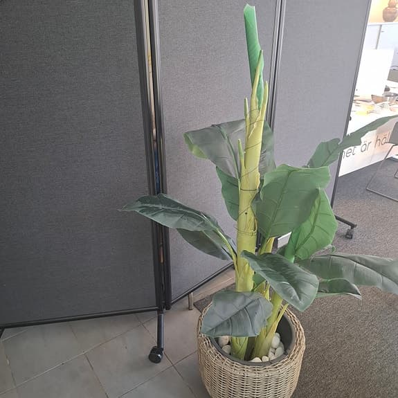 Konstväxt bananplanta grön med korgkruka