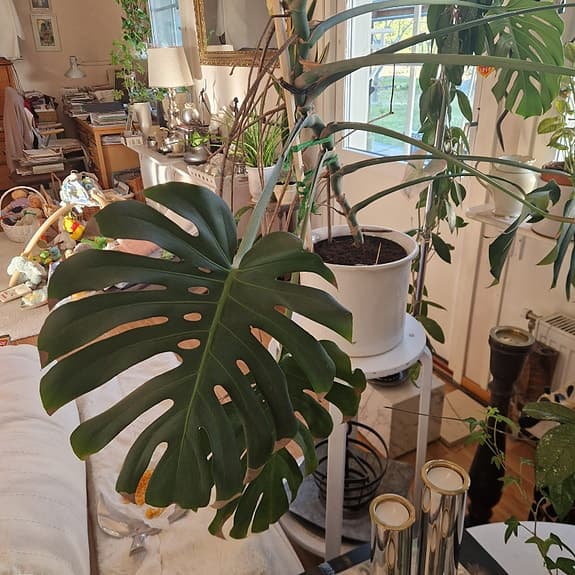 Monstera deliciosa krukväxt grön växt