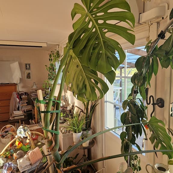 Monstera deliciosa krukväxt grön växt