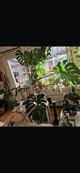 Monstera deliciosa krukväxt grön växt