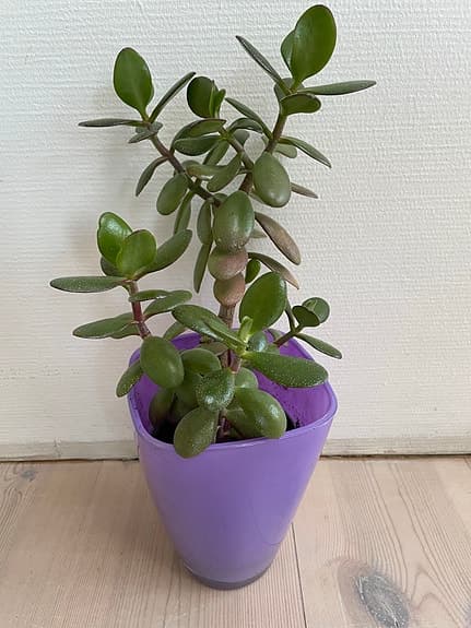 Krukväxt paradisträd i lila glas kruka