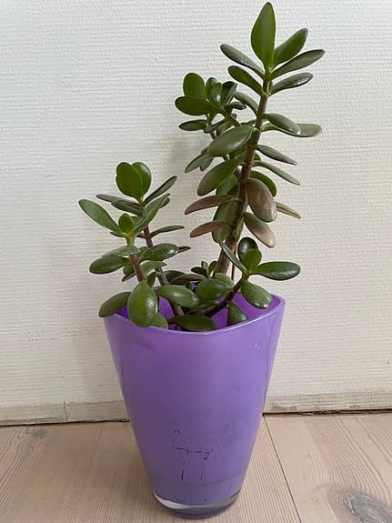 Krukväxt paradisträd i lila glas kruka