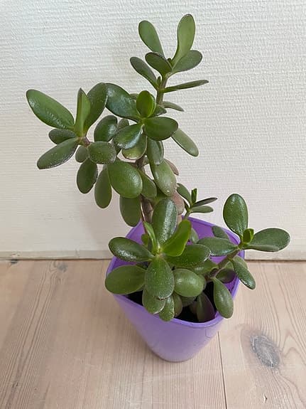 Krukväxt paradisträd i lila glas kruka