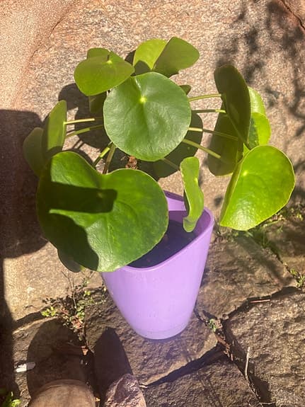 Pilea krukväxt Elefant öra i lila kruka