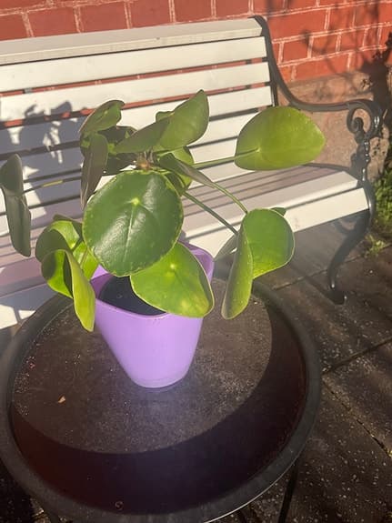 Pilea krukväxt Elefant öra i lila kruka