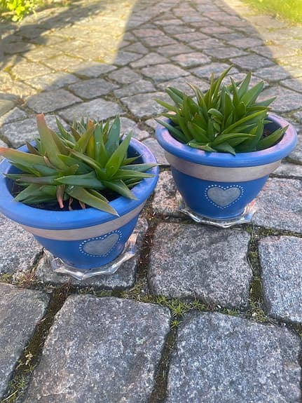 Blomkrukor med suckulenter blå keramik