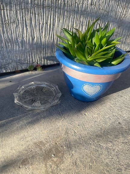 Blomkrukor med suckulenter blå keramik