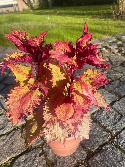 Palettblad krukväxt flerfärgad