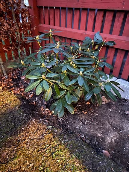 Rhododendron