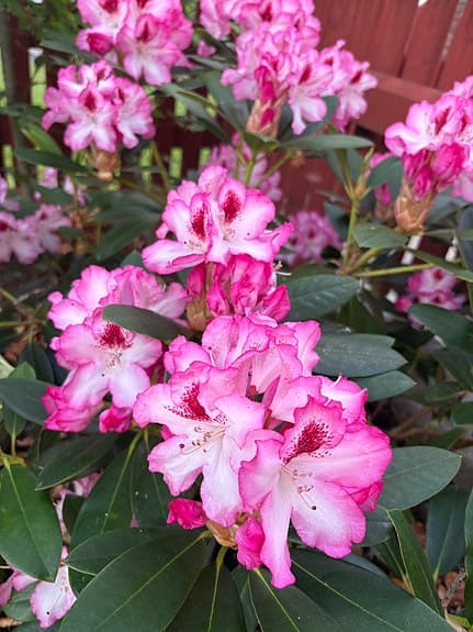 Rhododendron