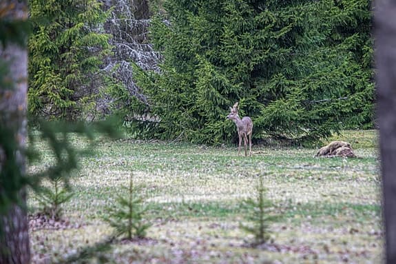 Bockjakt  upp till 5 personer