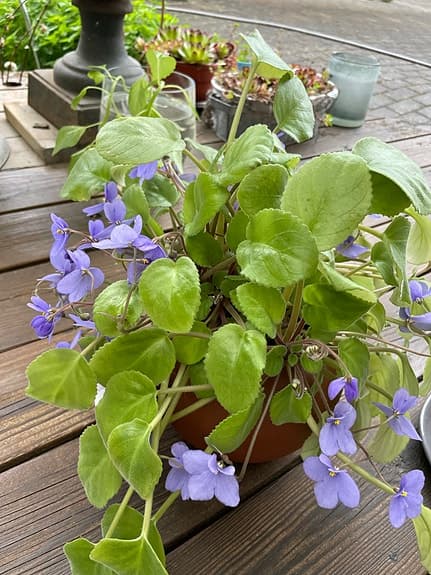 Vild sant Paula Krukväxt med lila blommor växt