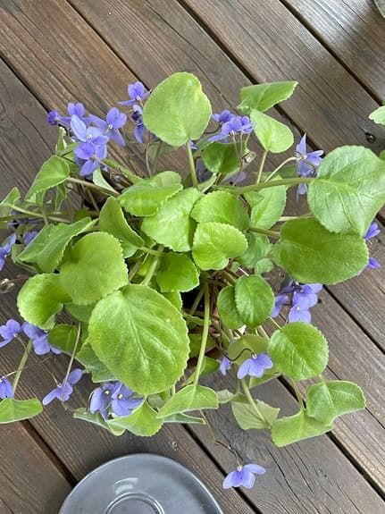 Vild sant Paula Krukväxt med lila blommor växt