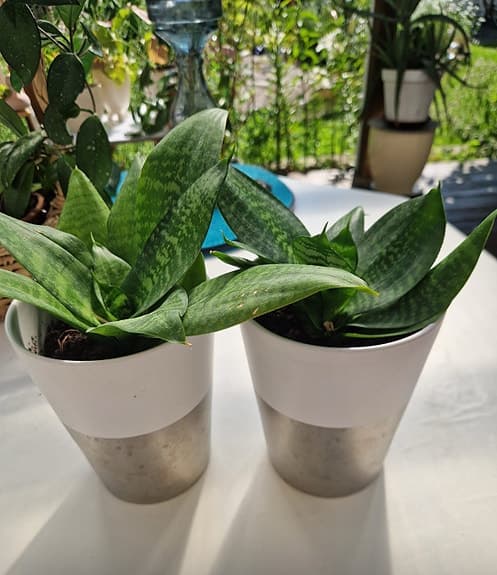 Sansevieria krukväxt grön