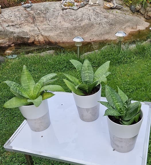 Sansevieria krukväxt grön