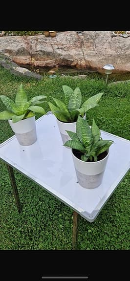 Sansevieria krukväxt grön