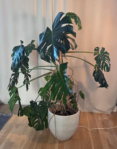 Monstera växt