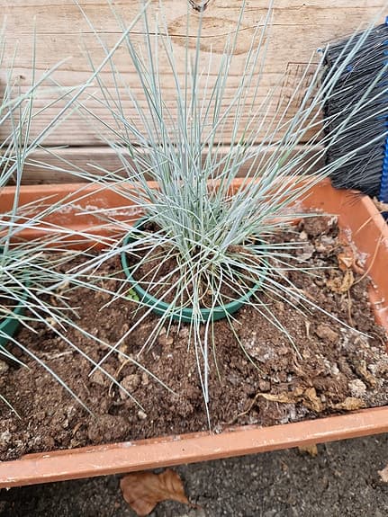 Blåsvingel 'Elijah Blue'
Festuca glauca 'Elijah Blue'