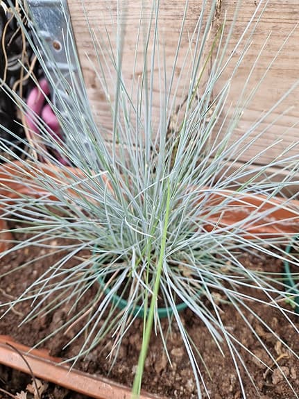Blåsvingel 'Elijah Blue'
Festuca glauca 'Elijah Blue'