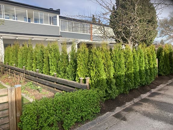 220 cm Thuja / Tujor för häck – stora gröna plantor