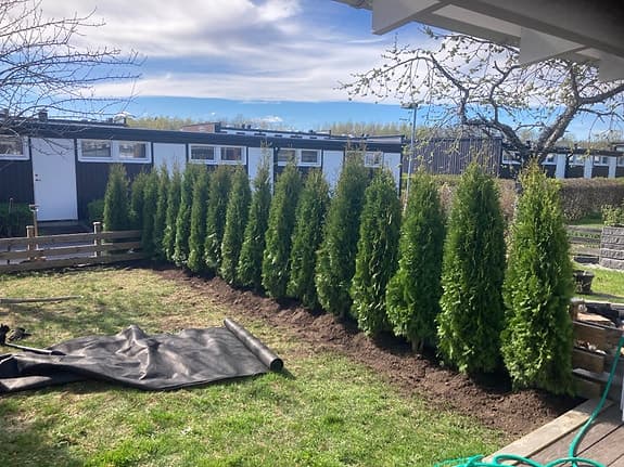 220 cm Thuja / Tujor för häck – stora gröna plantor