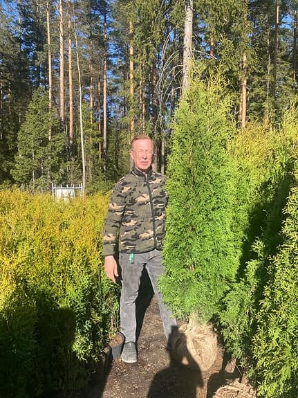 220 cm Thuja / Tujor för häck – stora gröna plantor
