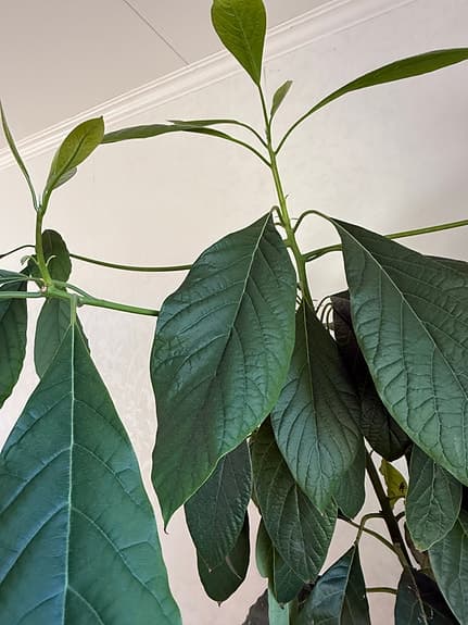 Stor krukväxt avokadoträd