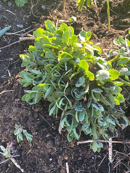 Kärleksört stor planta