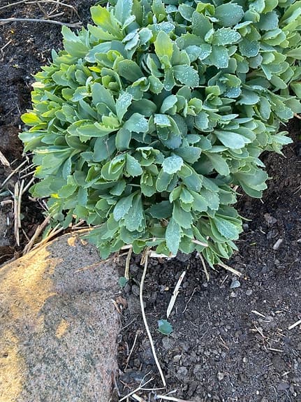 Kärleksört stor planta