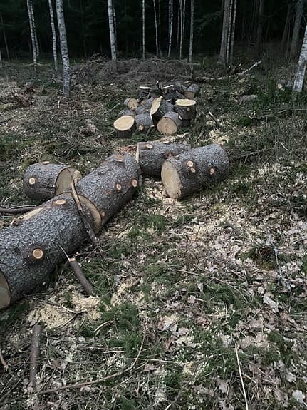 Björkved Ved / stockar i skogen