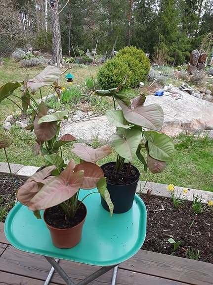 Syngonium rosa krukväxt pilspetsranka